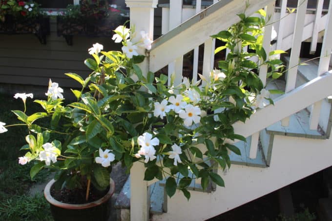 Mandevilla is a beautiful flowering, climbing plant that is lovely for deck stairs.