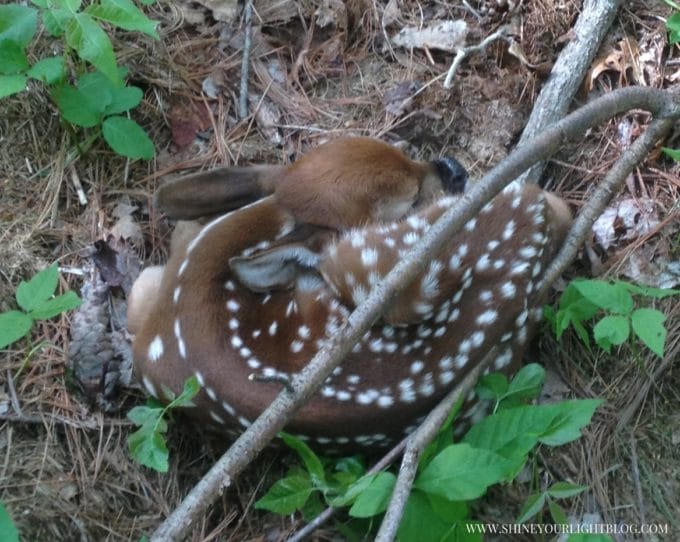 Baby deer curled up in Massachusetts woods.